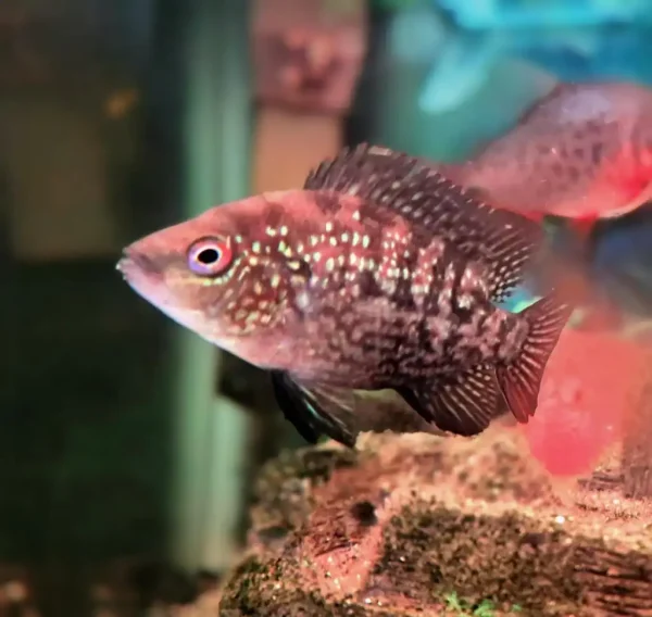 Red Texas Cichlid F1 - Image 2