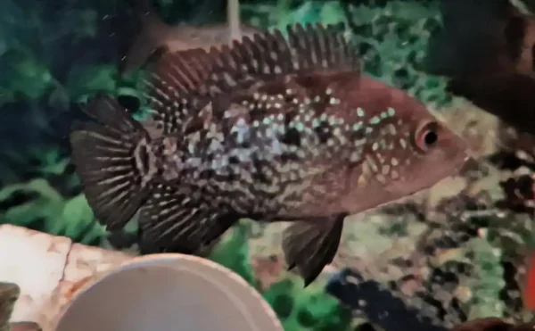 Red Texas Cichlid F1 - Image 9