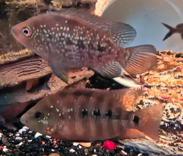 Red Texas Cichlid F1