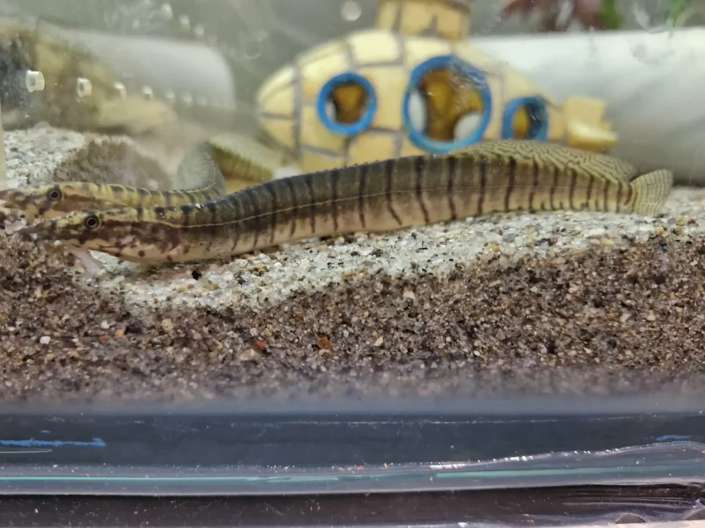 Zebra Spiny Eel