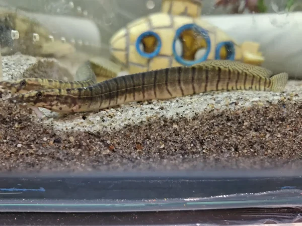 Zebra Spiny Eel
