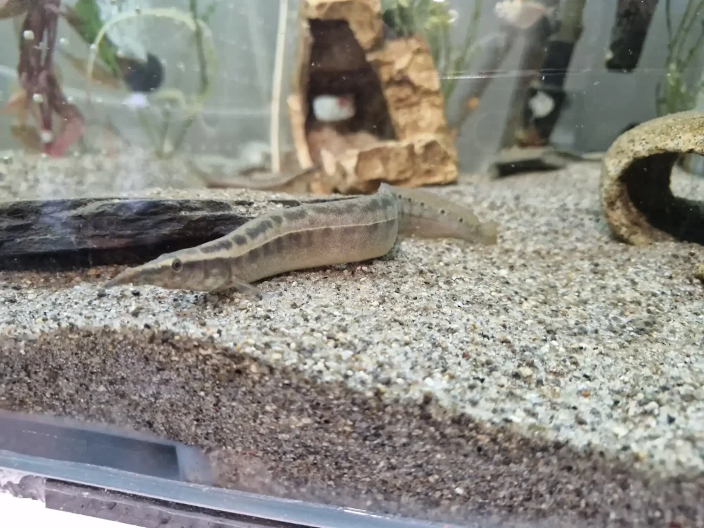 Peacock/Lesser/Eyespot Spiny Eel