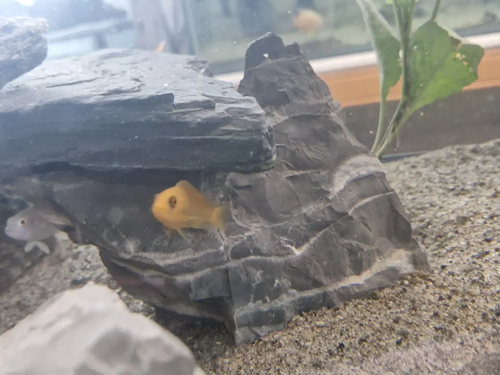 Red Zebra Cichlid