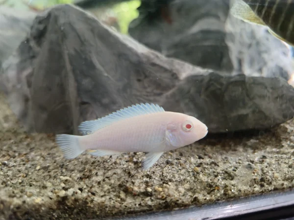 Albino Cobalt Zebra Cichlid