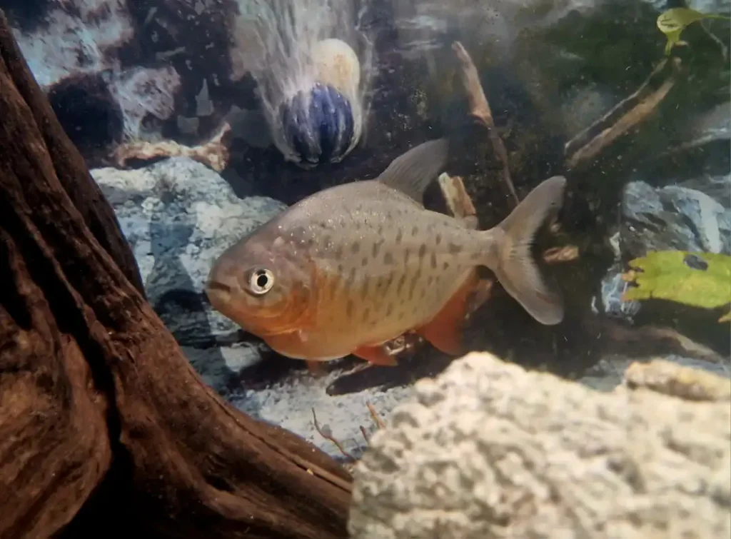 Red Bellied Pacu