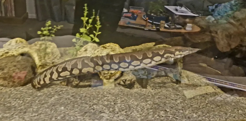 Tyre Track Eel