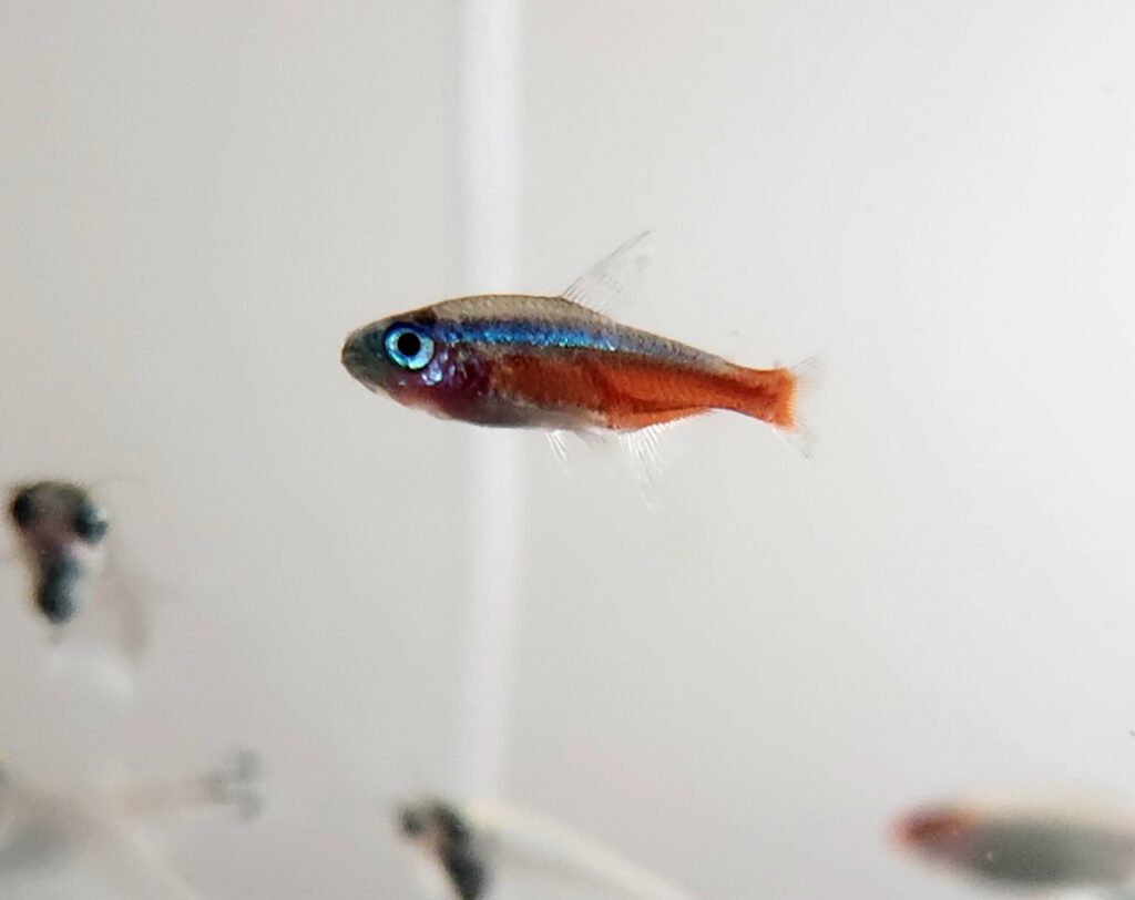 Cardinal Tetra