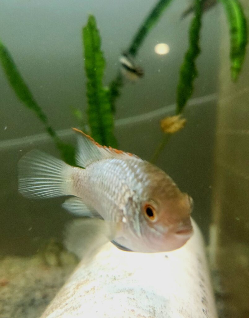 Electric Blue Acara Cichlid