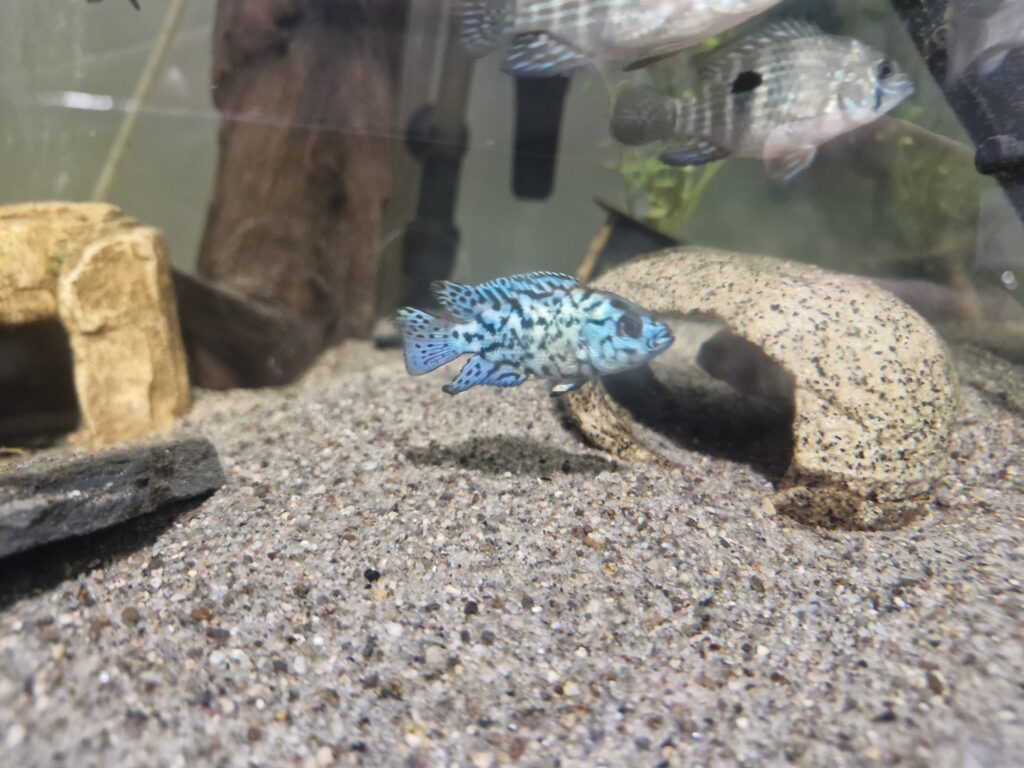 Electric Blue Jack Dempsey Cichlid 3-5cm
