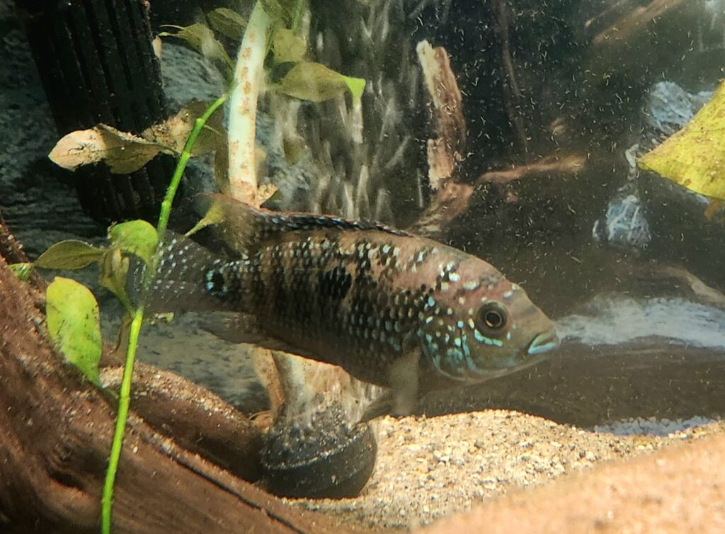 Jack Dempsey Cichlid