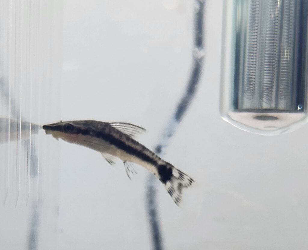 Otocinclus Catfish