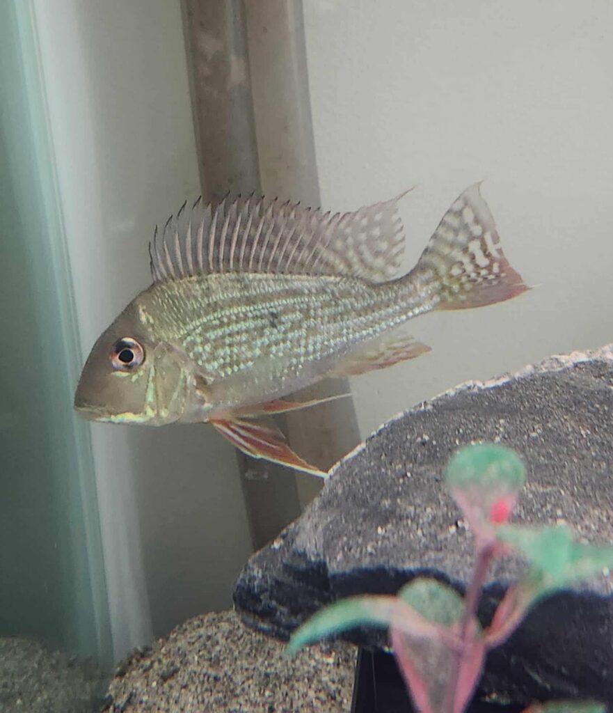 Geophagus Surinamensis
