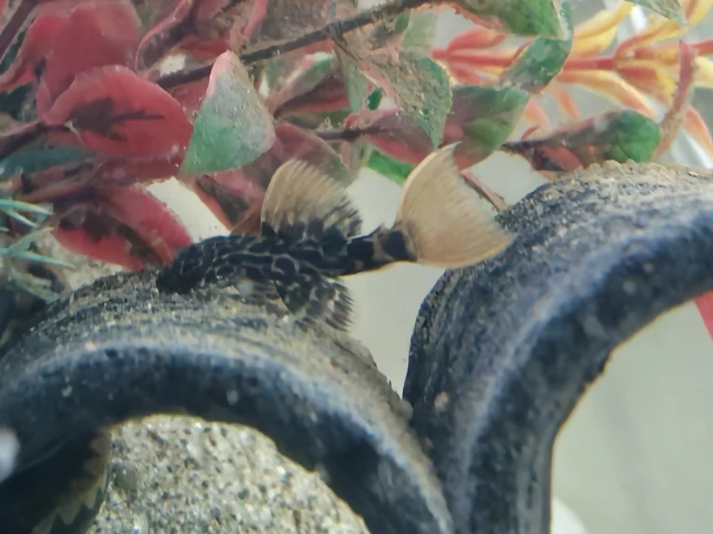 Leopard Cactus Pleco L600