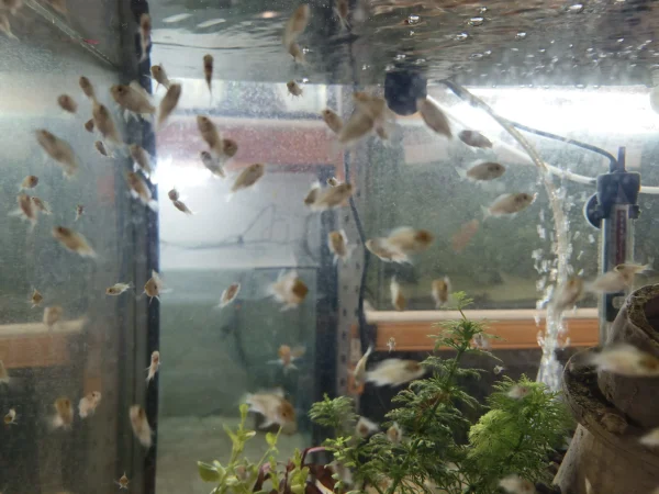 Electric Blue Acara Cichlid Babies 10x For $25