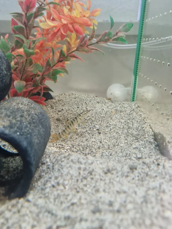 Green Tiger Loach