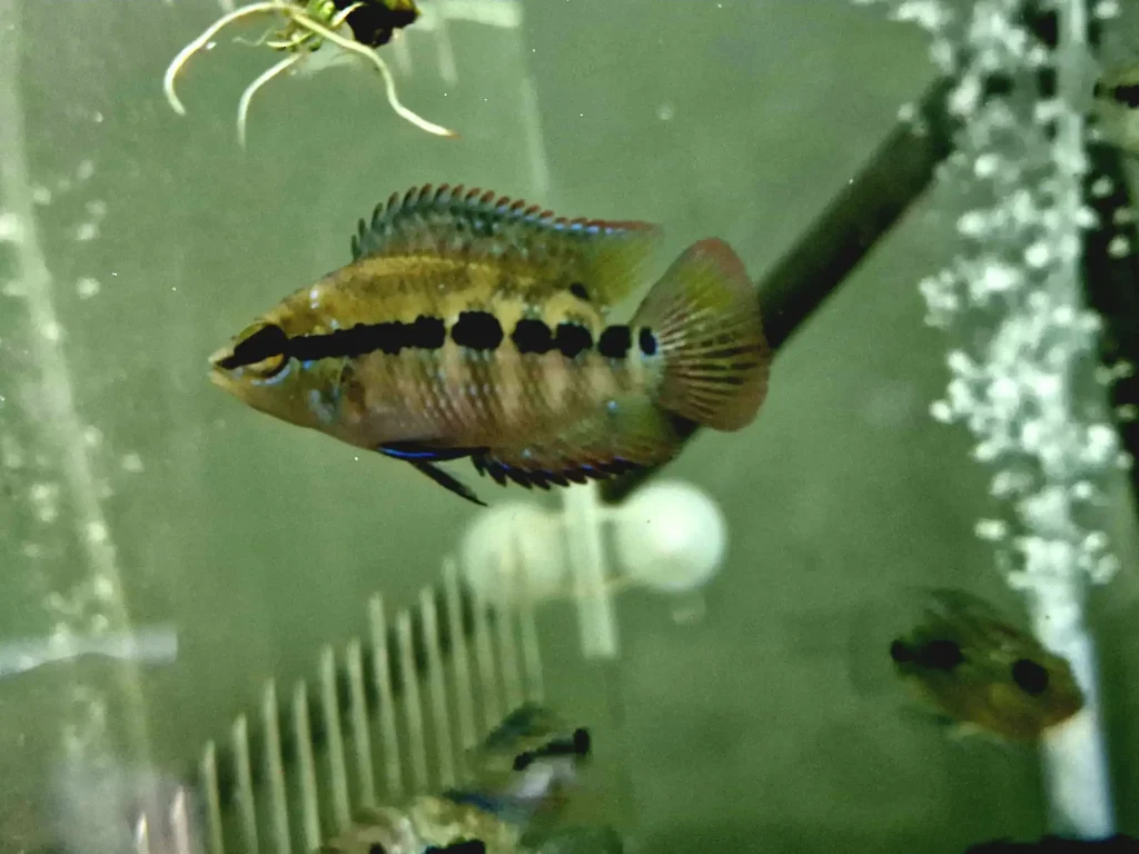 Salvini Cichlid