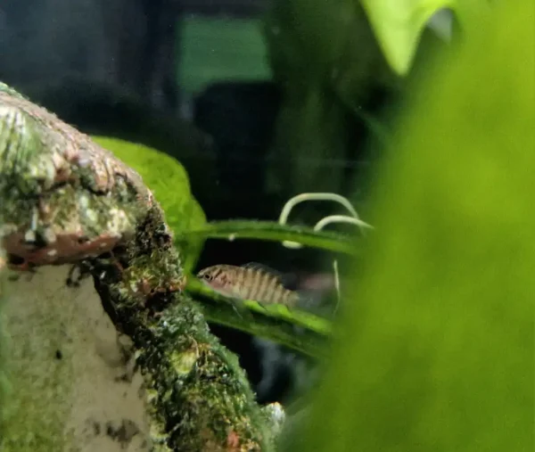 Black Tiger Badis