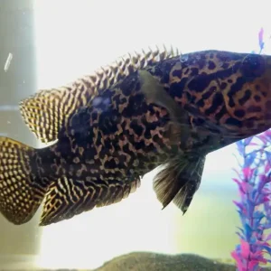 Jaguar Cichlid