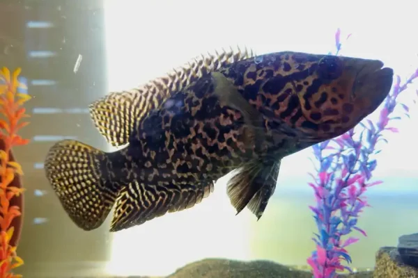 Jaguar Cichlid