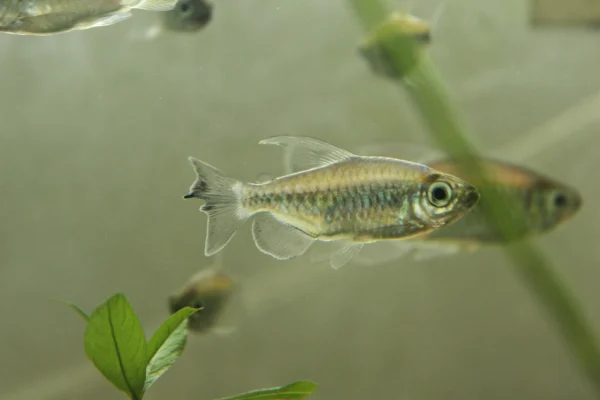 Congo Tetra