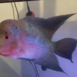Flowerhorn