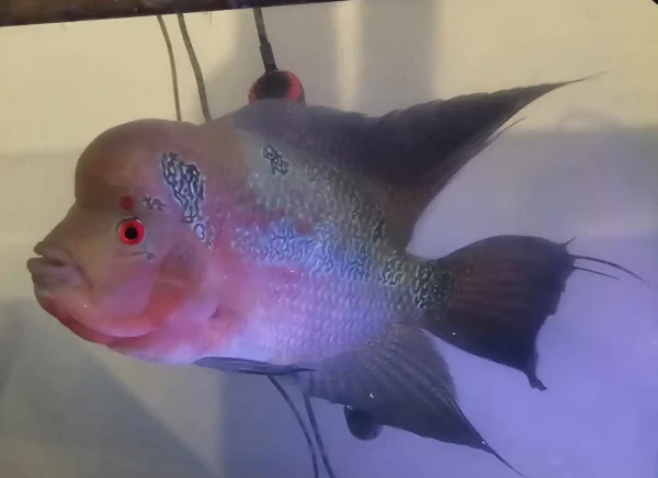 Flowerhorn
